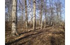 Property photo 17 - 159 Acres Offered in 7 Tracts